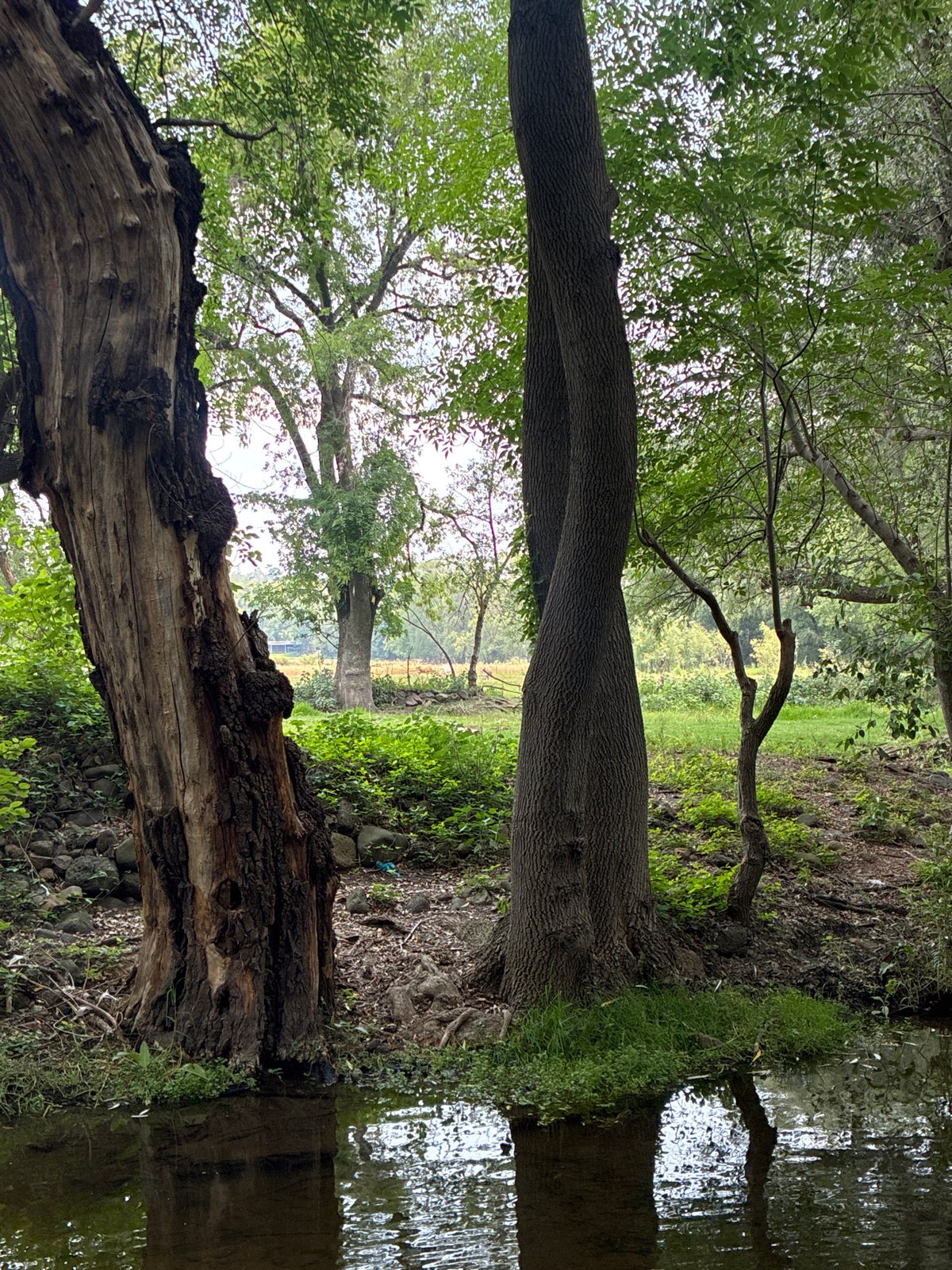 Trees documented along waterway in Santiago Tlautla, Mexico