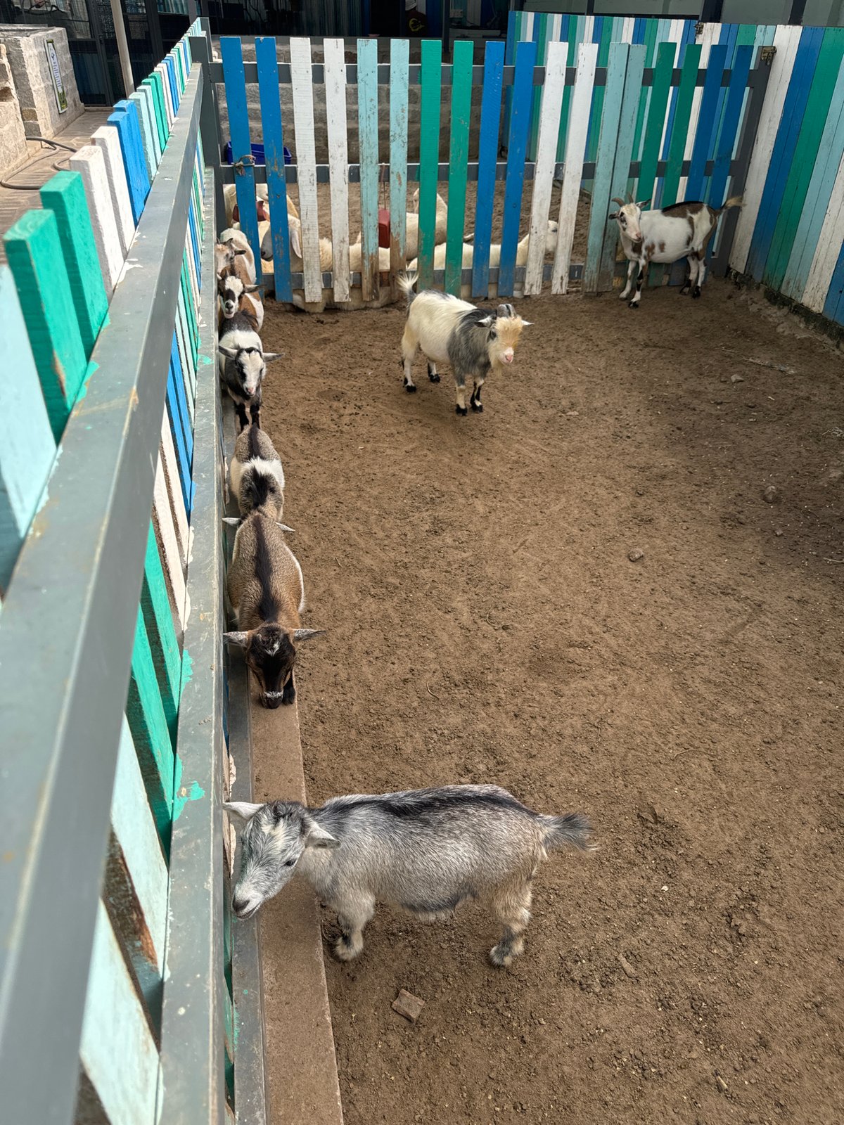 Morning at a Mũi Né resort: foam pools, arcade, and animals