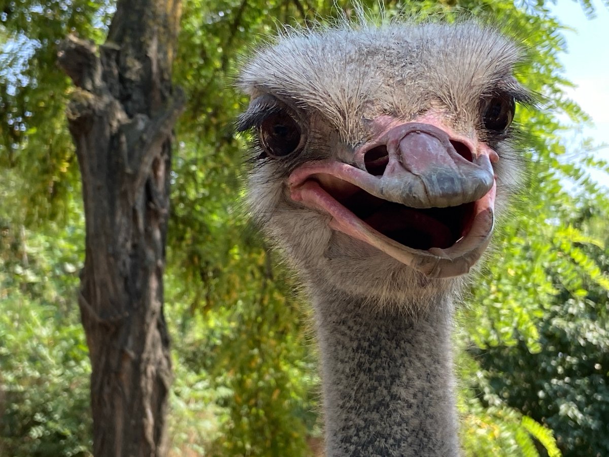 Zoo outing with polar bears, birds, and park scenery