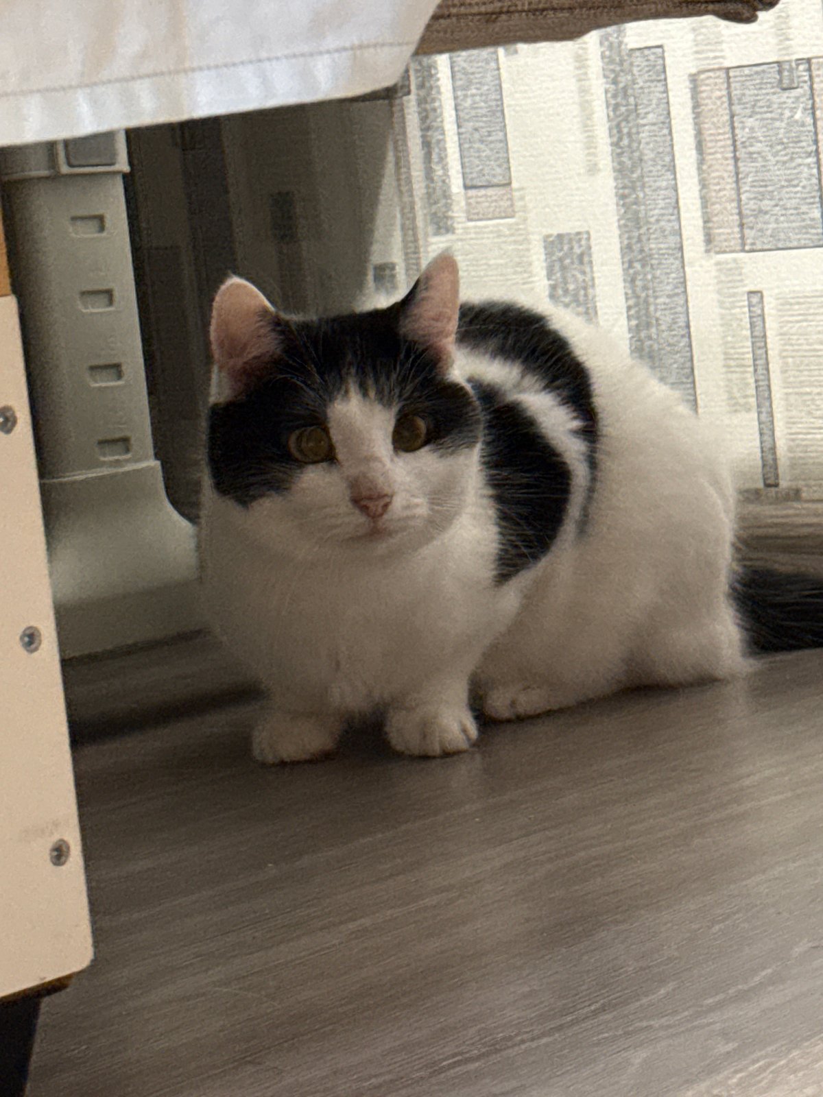 Black and white cats photographed up close at home