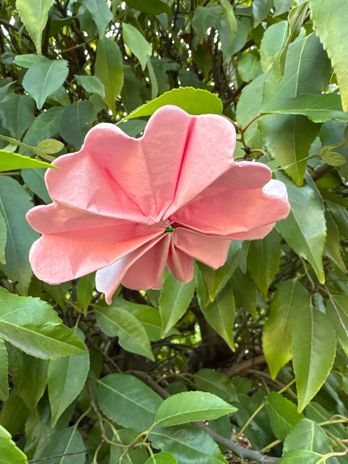 Summer garden details in Chelmsford: flowers and berries up close