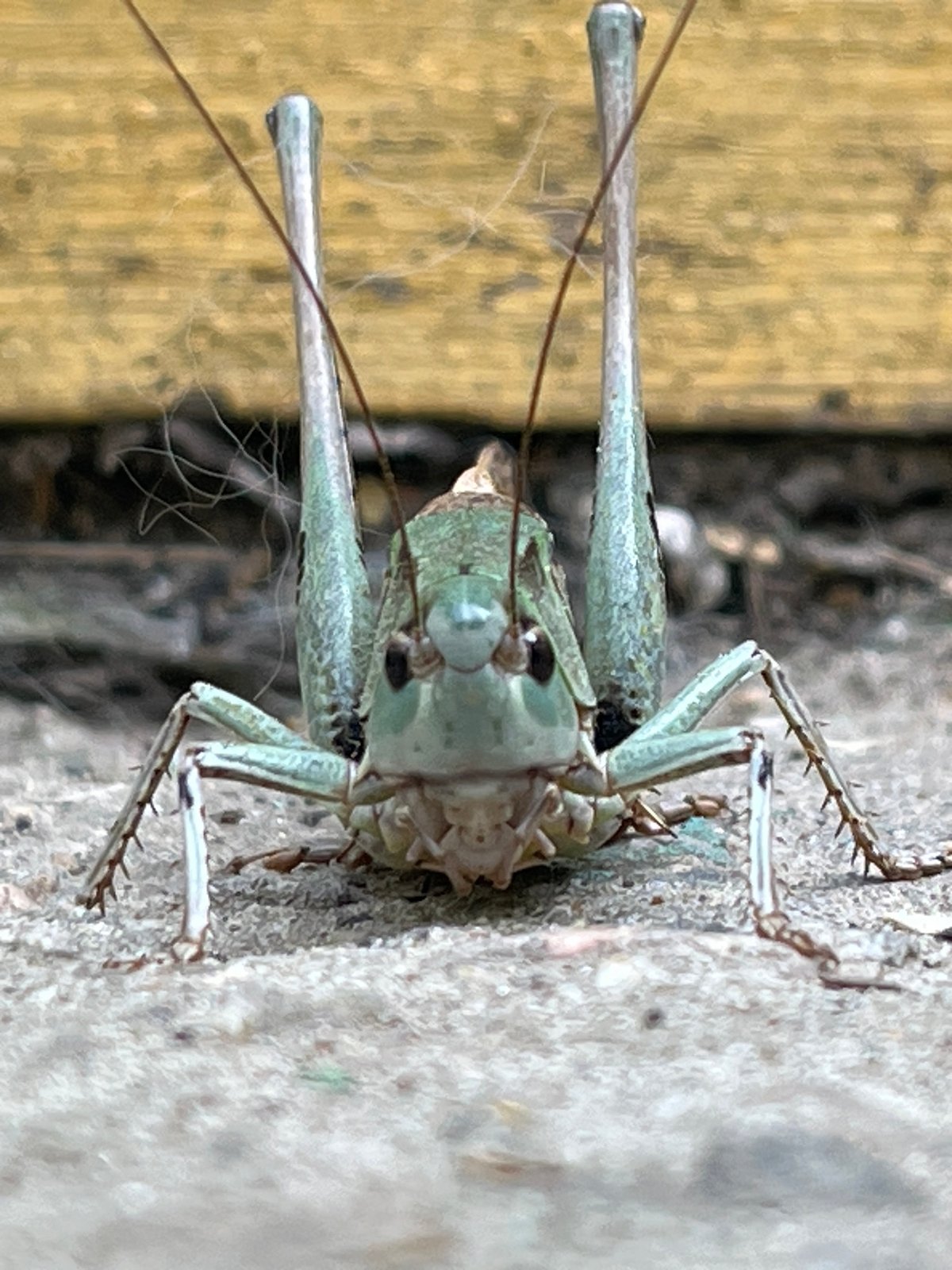 Cats, dogs, and backyard bugs in a Russian courtyard
