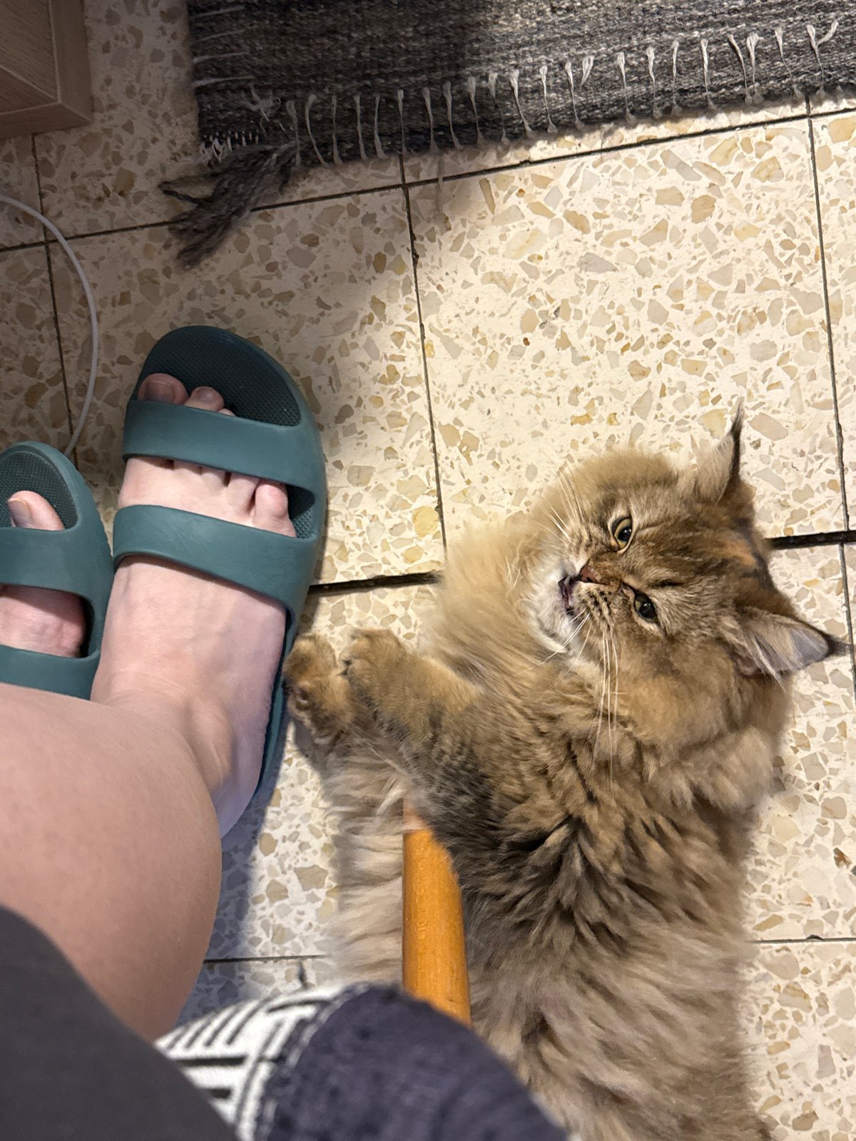 Domestic cat photographed indoors in Petah Tikva home