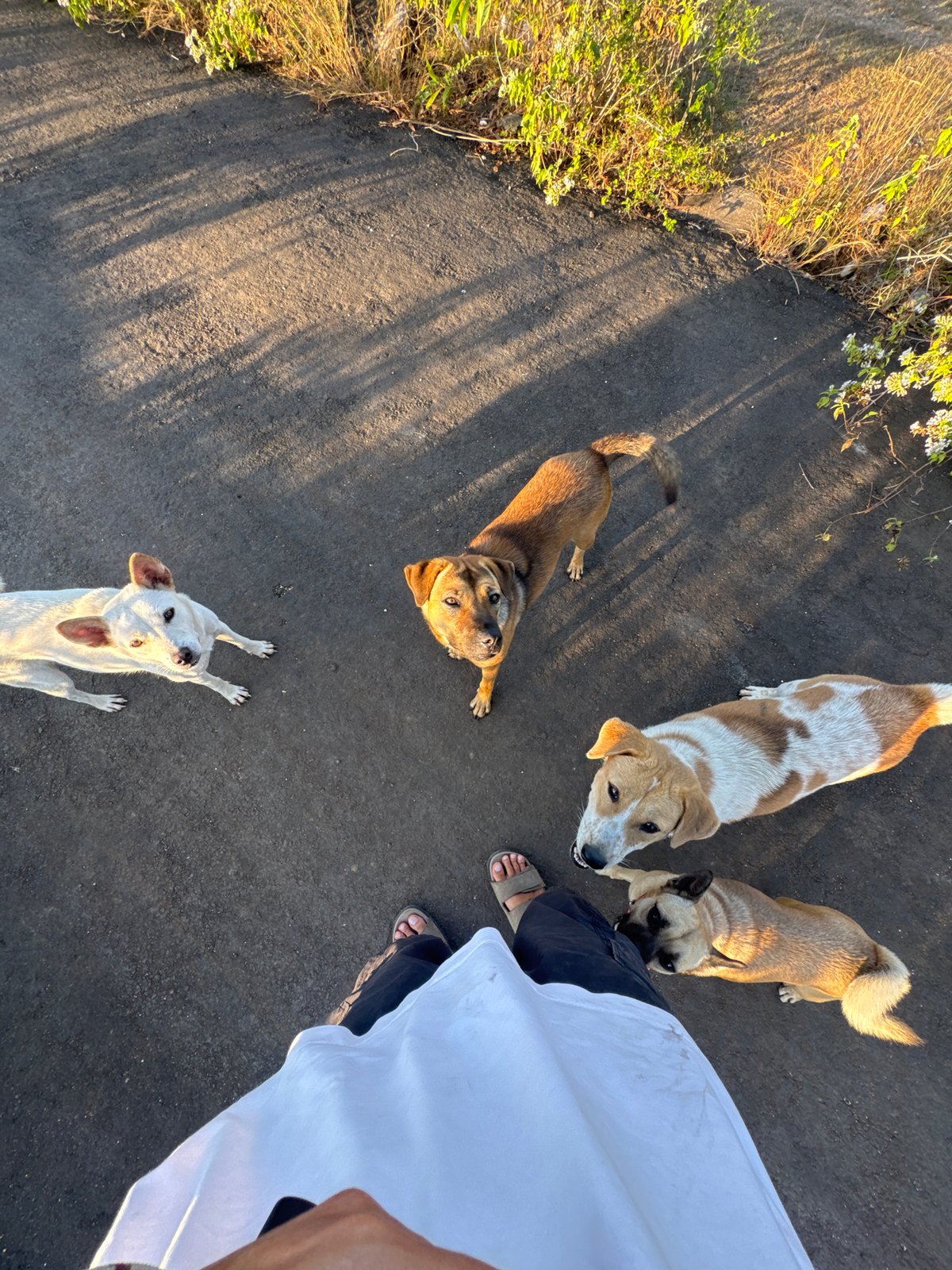 Street dogs and rural life in Kuta Selatan on a July morning