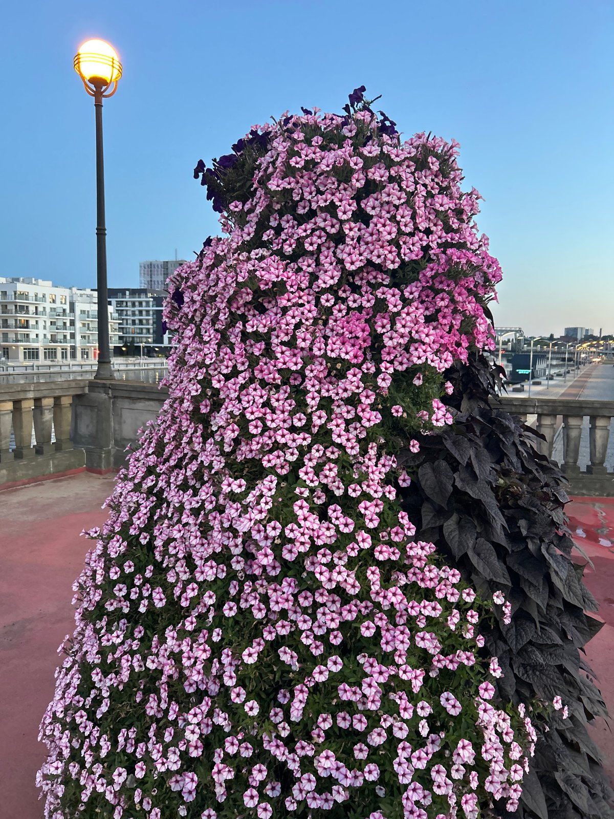Szczecin waterfront at dusk: flowers, sculptures, and river light