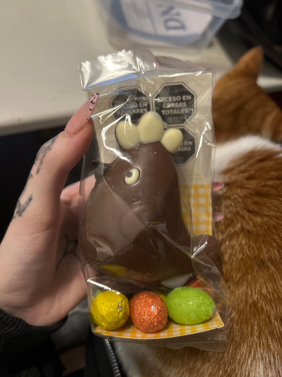Person shares chocolate treats with curious cat in Buenos Aires