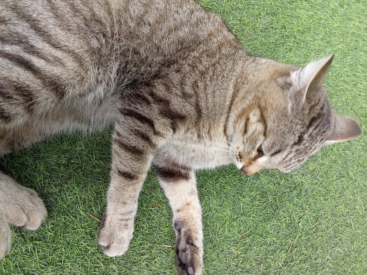 Tabby cat lounges and plays on artificial turf in Altai