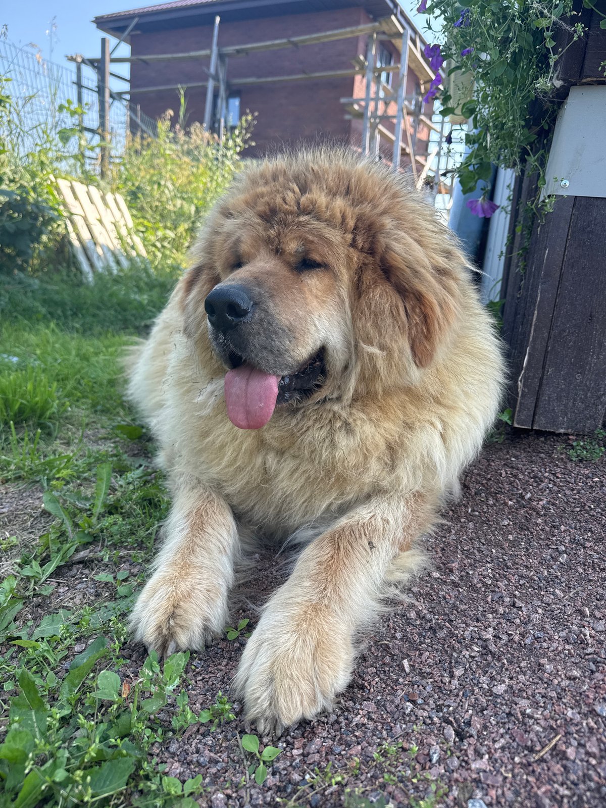Backyard afternoon: a big fluffy dog and fresh raspberries