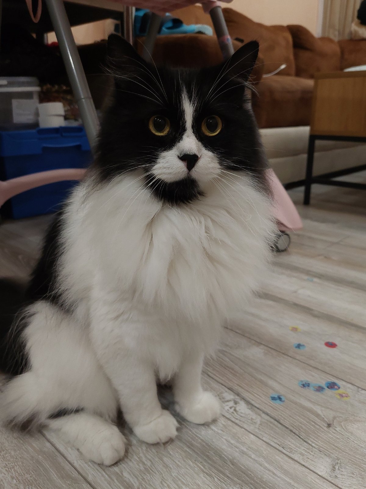 Tuxedo cat spends evening at Plovdiv home with ambient lighting