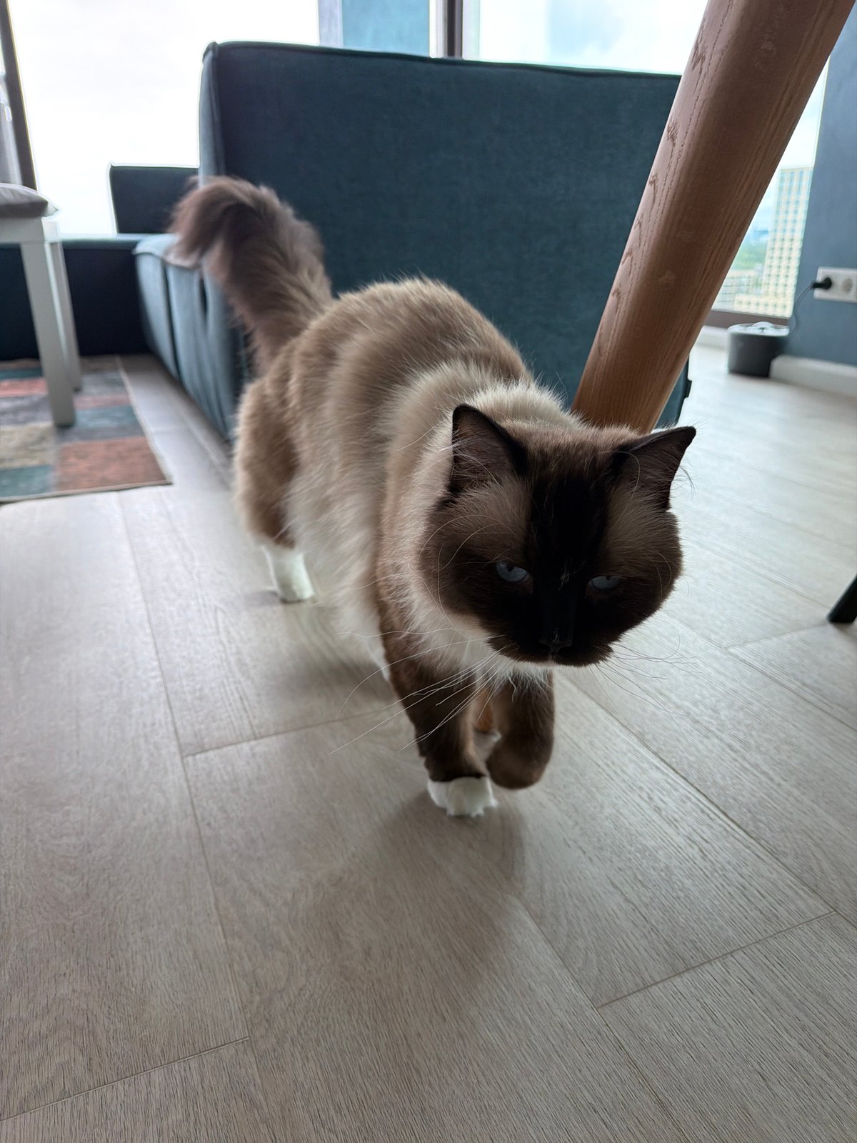 Blue-eyed cat roams a Rijswijk apartment on a quiet morning