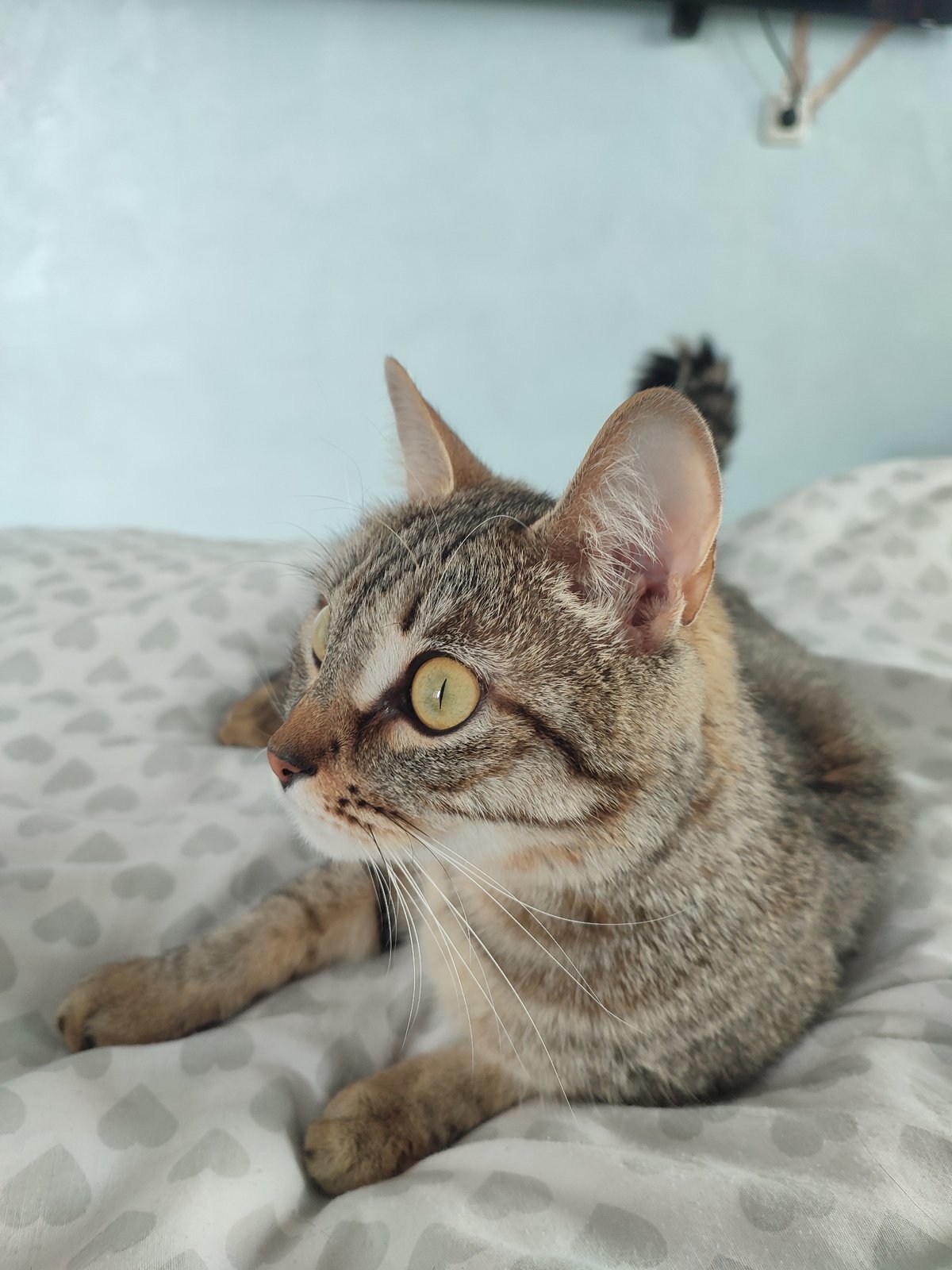 Tabby cat with green eyes rests on heart-patterned bedding