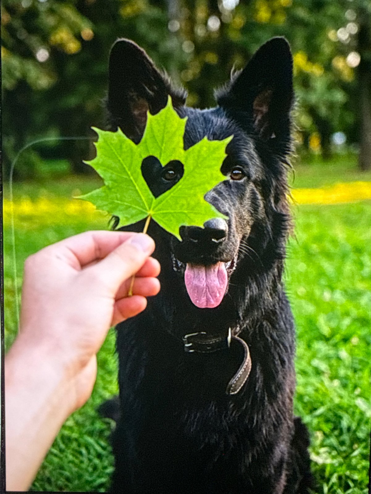 Dog, a leaf heart, and a close portrait in Novosibirsk