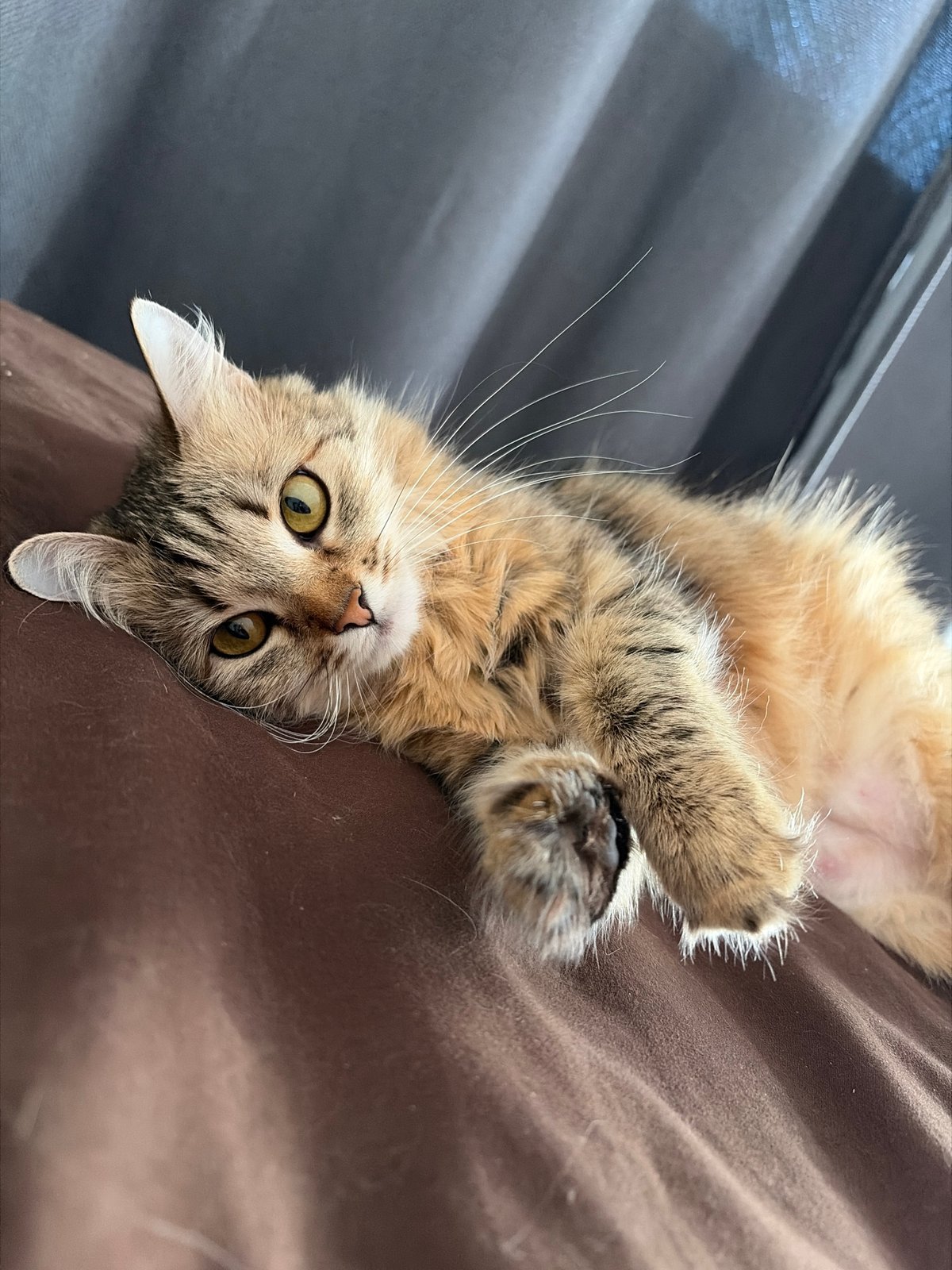 Cats photographed in quiet moments in Chaikovsky, Russia