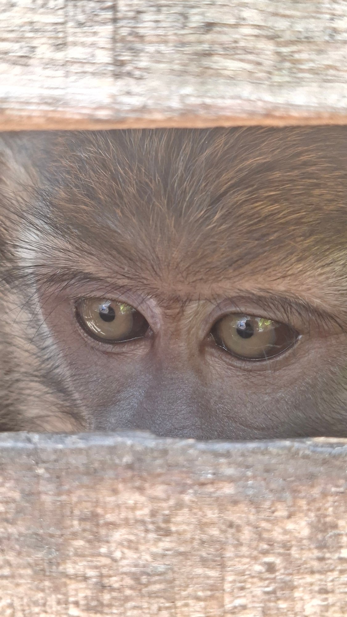 Monkey peers through wooden enclosure slats in Lhokseumawe