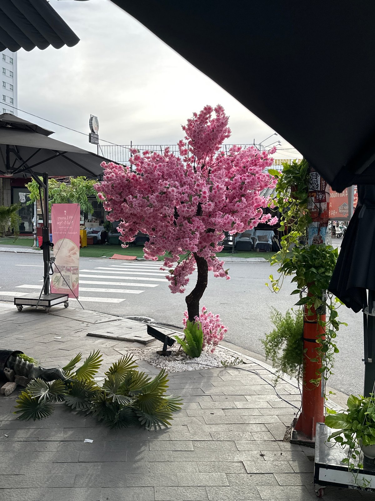 Da Nang street life at dusk, dogs and cherry blossoms