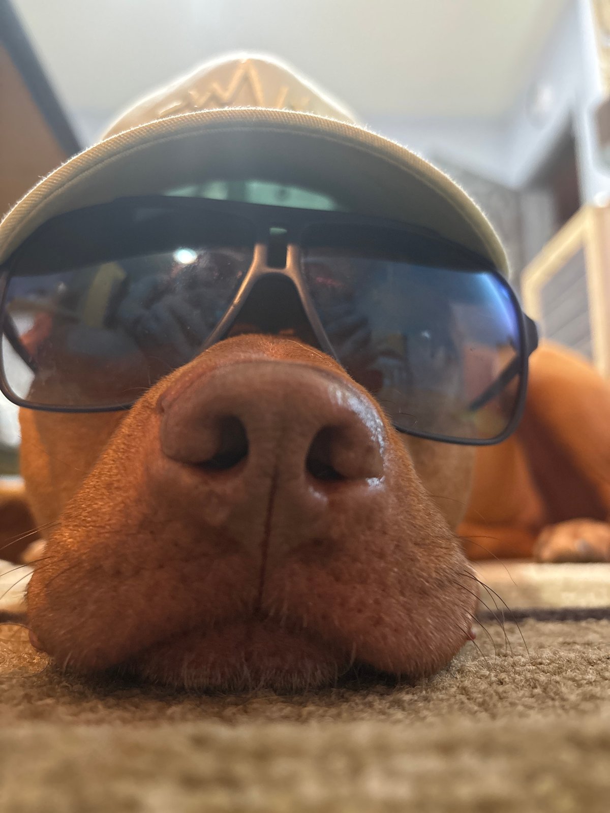 Dog poses for multiple indoor photos in Sofia apartment