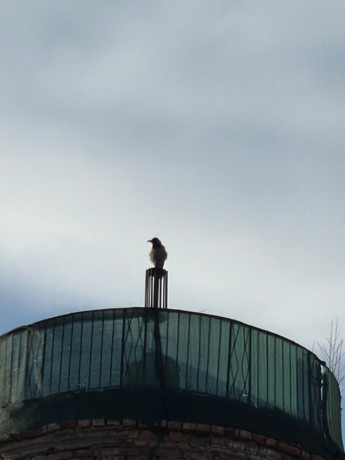Bird spotted perched against overcast sky in Izhevsk
