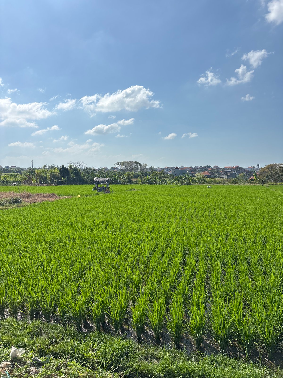 Rice paddies documented in early morning Denpasar countryside