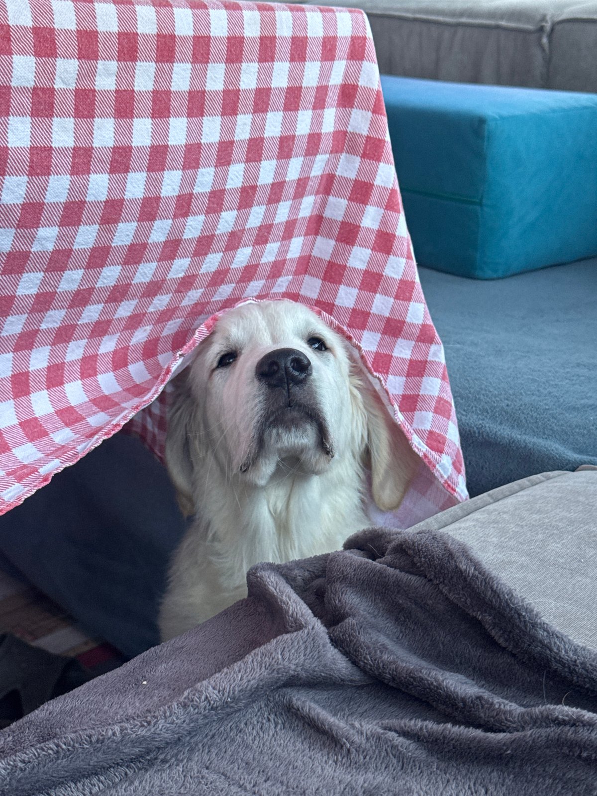 Domestic scenes with puppies and traditional setting documented in Ptichnoye