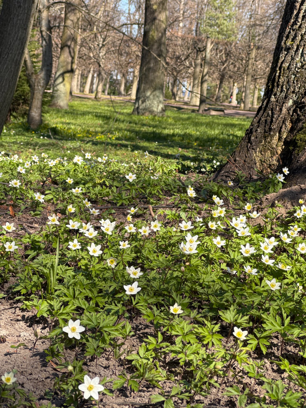 Spring flowers bloom along pathways in Peterhof historical park