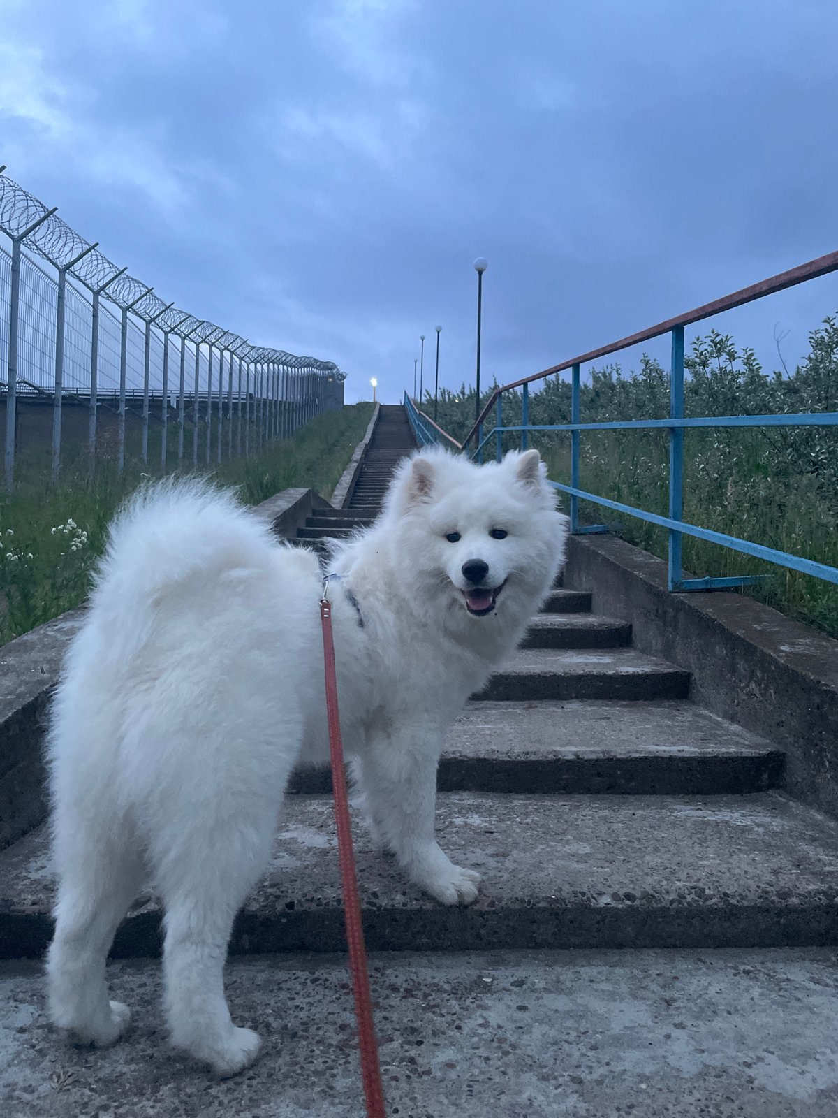 White Samoyed dog spotted across multiple locations during evening hours