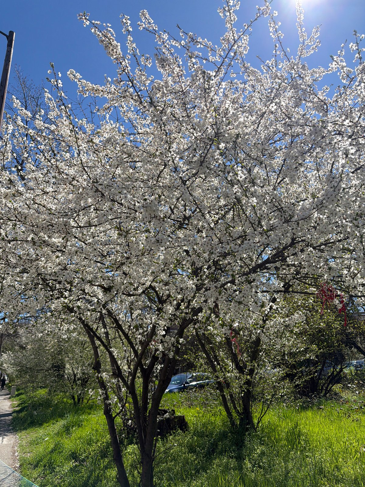Spring blooms and traffic observed in Sofia Monday morning