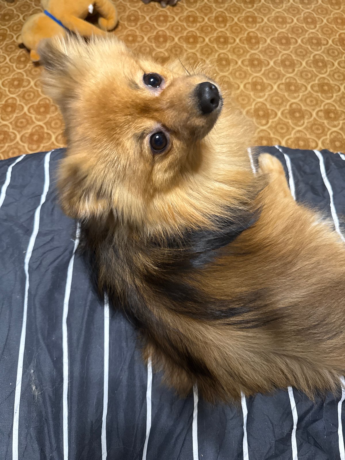 Pomeranian chilling on striped bedding in a Khimki apartment