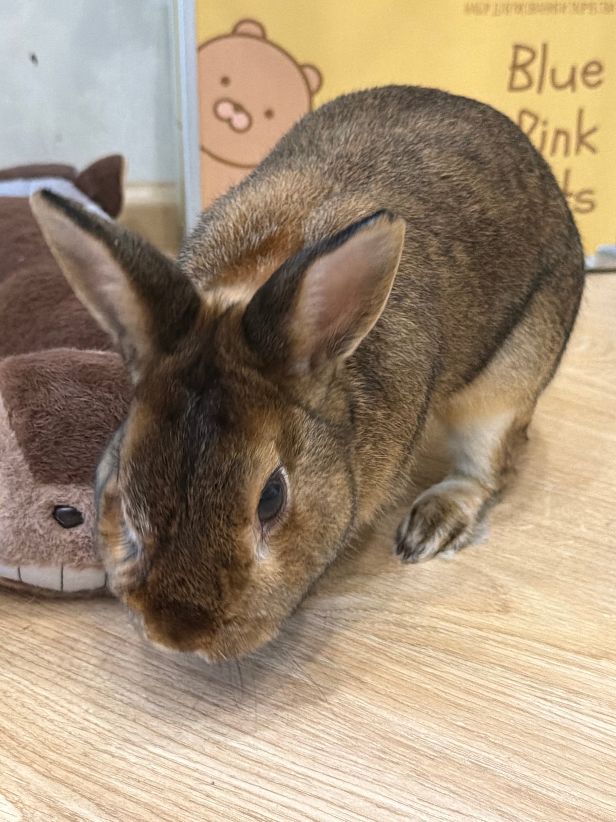 Pets at home and a quiet afternoon around Solikamsk
