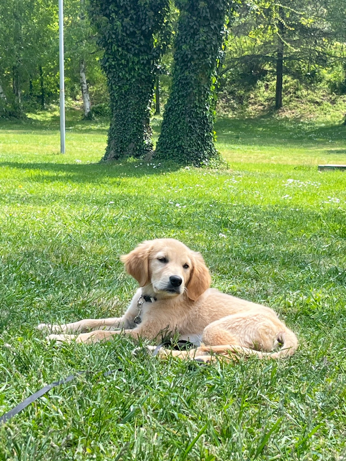 Golden retriever puppy plays in grassy field in Sandanski