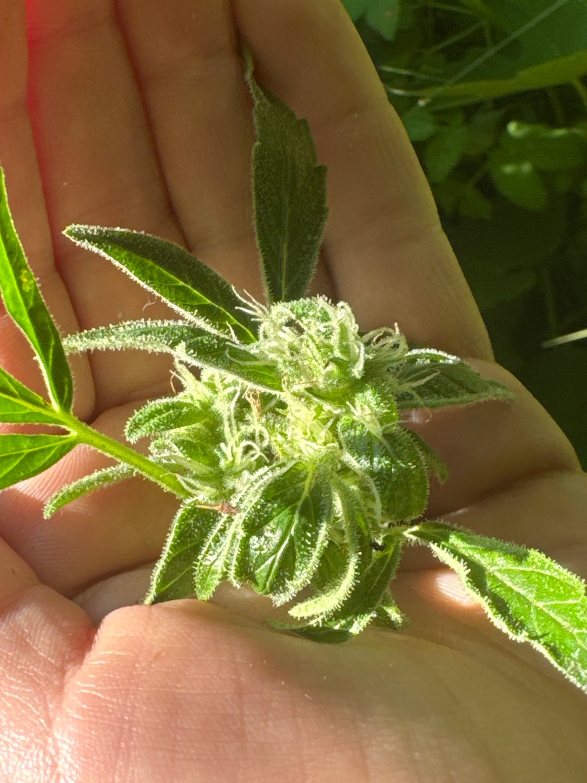 Close-up looks at trichome-covered cannabis buds in hand