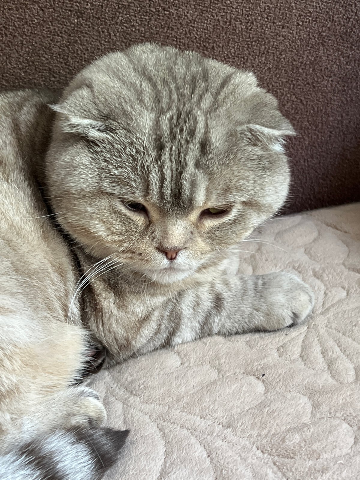 Domestic life documented through cat photos and selfies in Chaikovsky