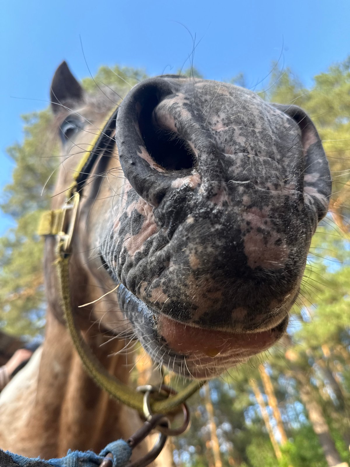 Horse riding and stable activities documented in Chaikovsky, Russia