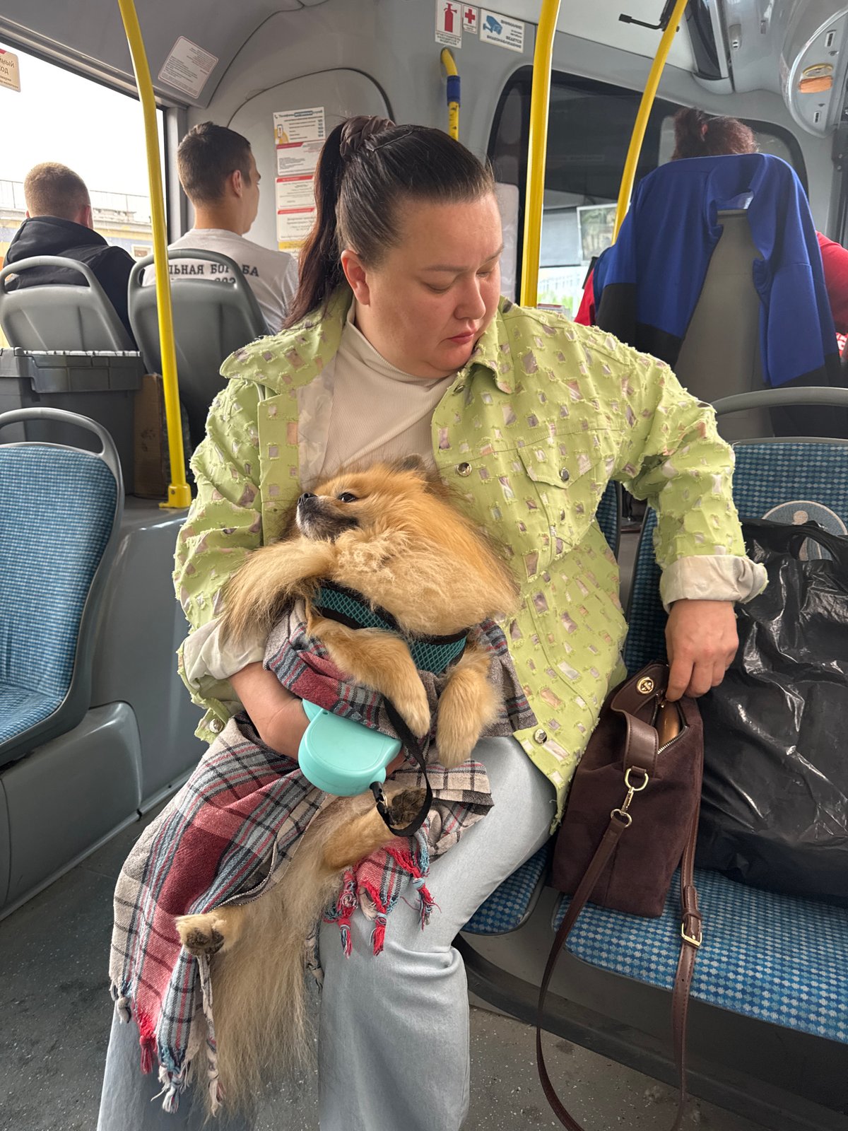 Passenger travels with Pomeranian dog on bus in Russia