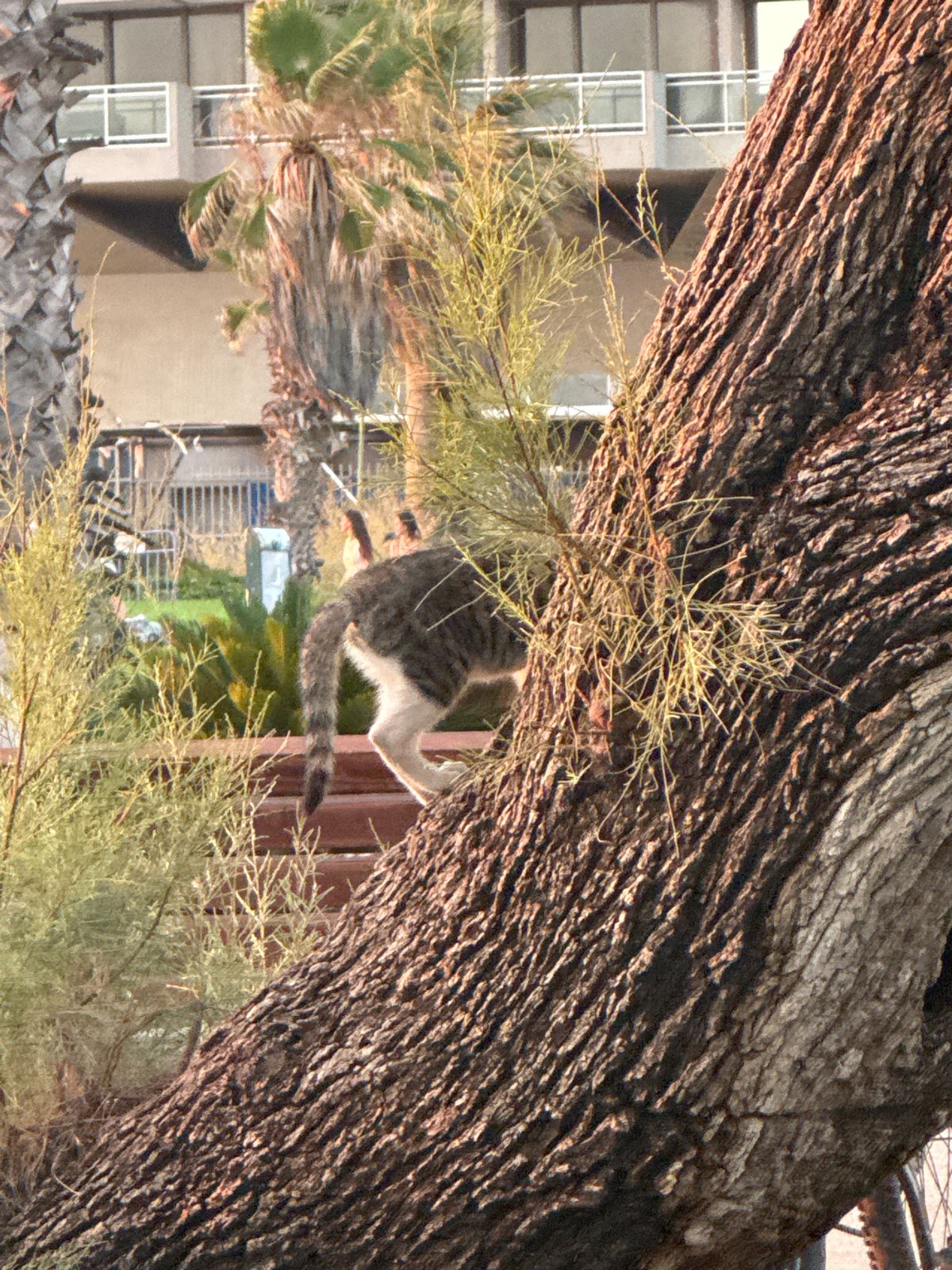 Tel Aviv park cats and a Mediterranean sunset, same evening