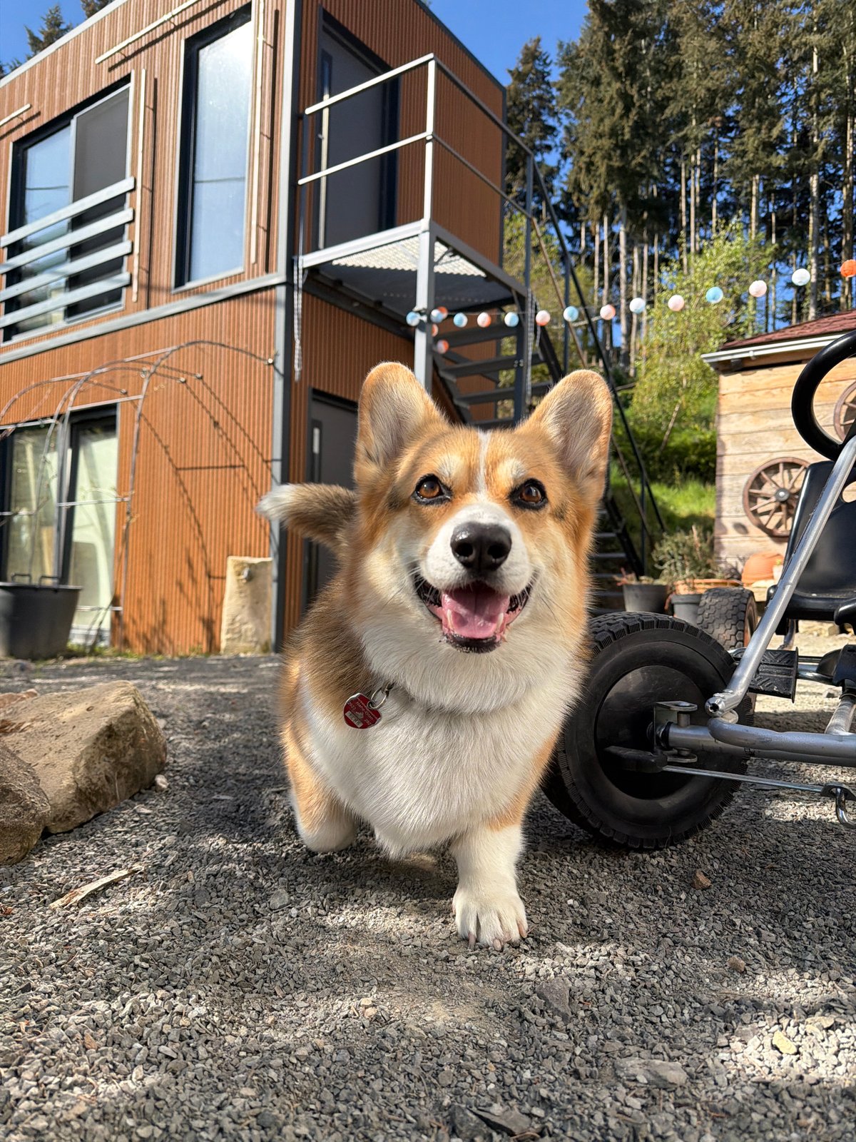 Happy Corgi spotted on gravel path in Gangloff, Germany
