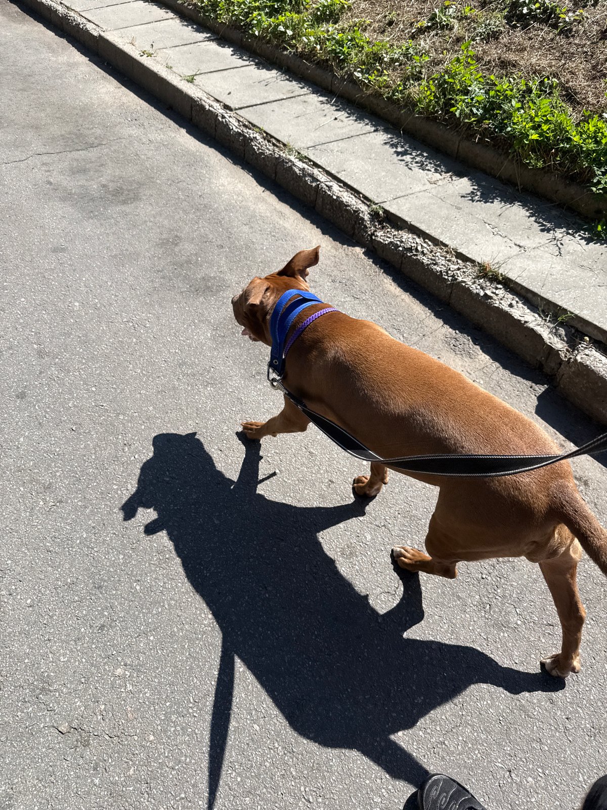 Morning dog walk through Zaporizhzhia streets, summer 2026