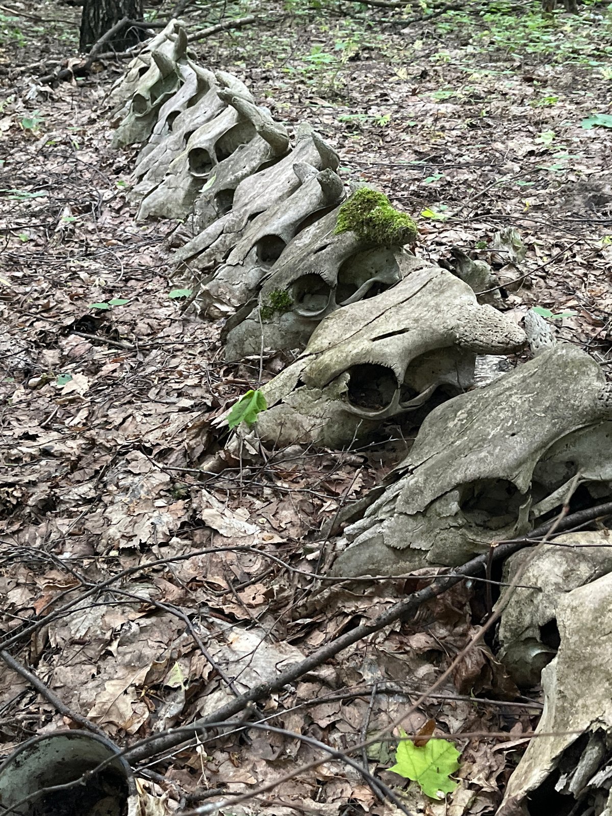 Animal skulls discovered arranged on forest floor in Vasilyevo