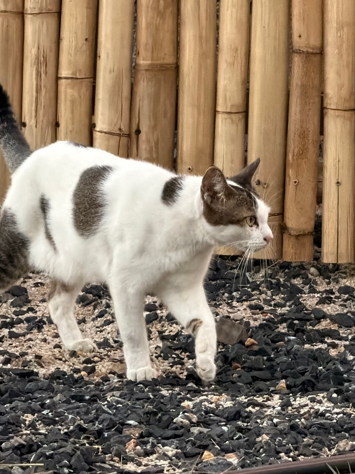 Spotted cat lounging around a bamboo fence in Ko Samui