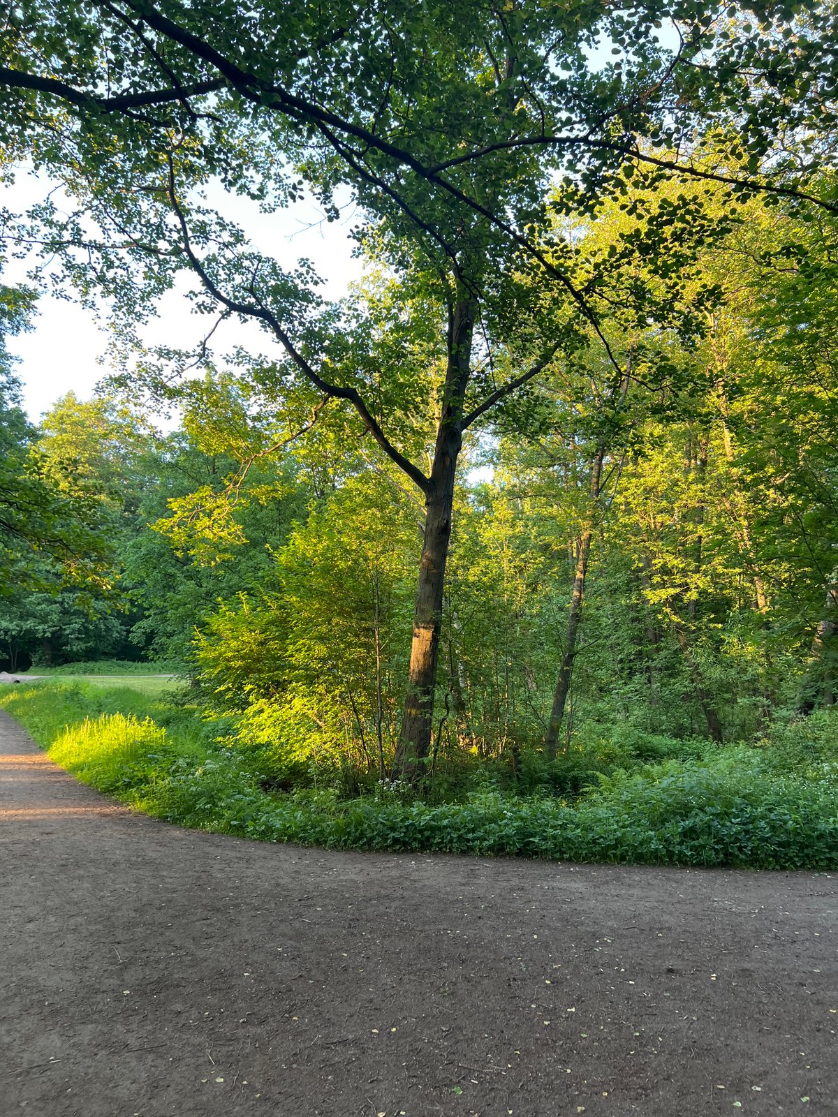 Witness captures peaceful forest paths in Saint Petersburg park