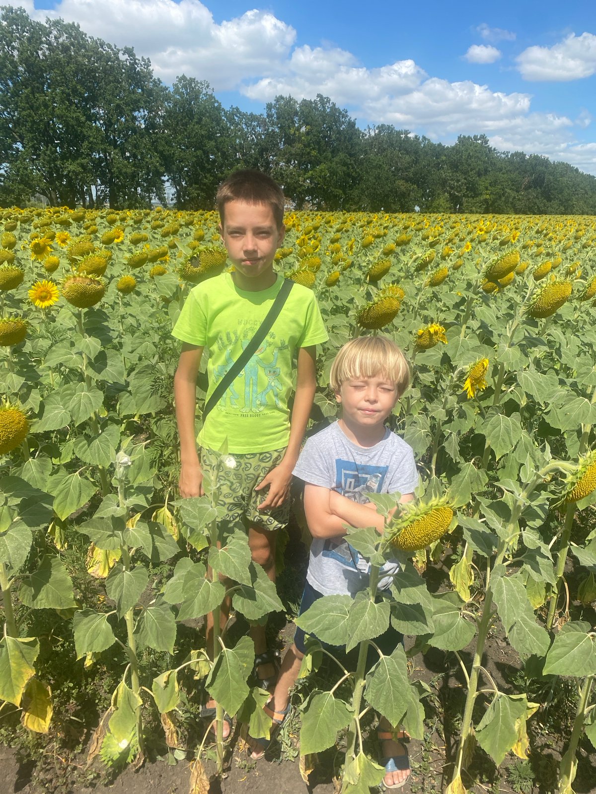 Summer afternoon in a Ukrainian sunflower field