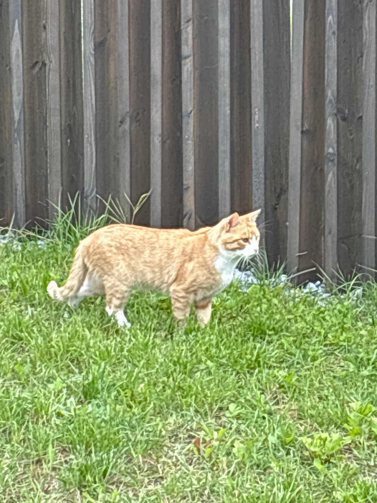 Cats lounge and explore a backyard in Zvenigorod