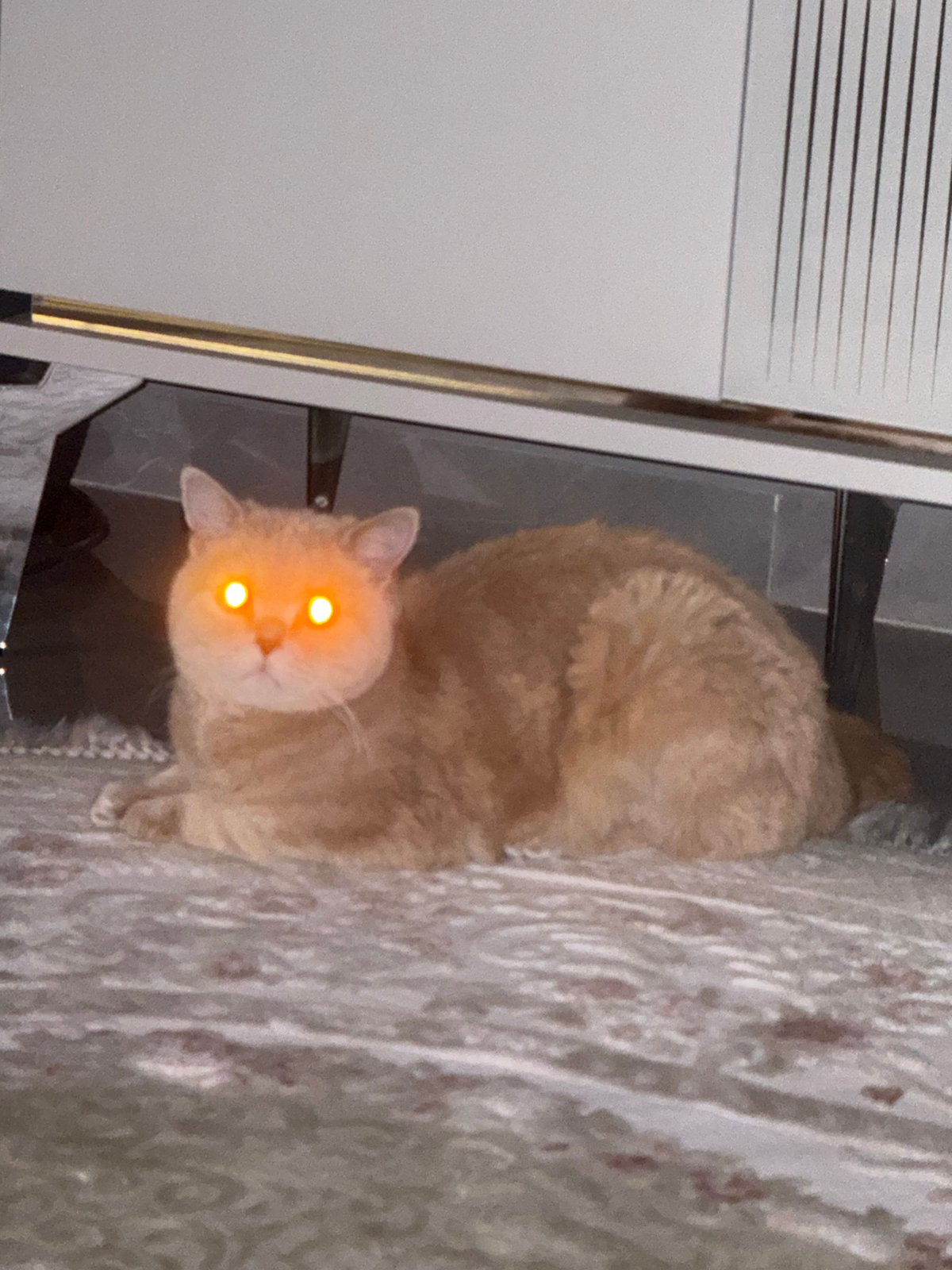 Ginger cat resting under furniture on a patterned rug