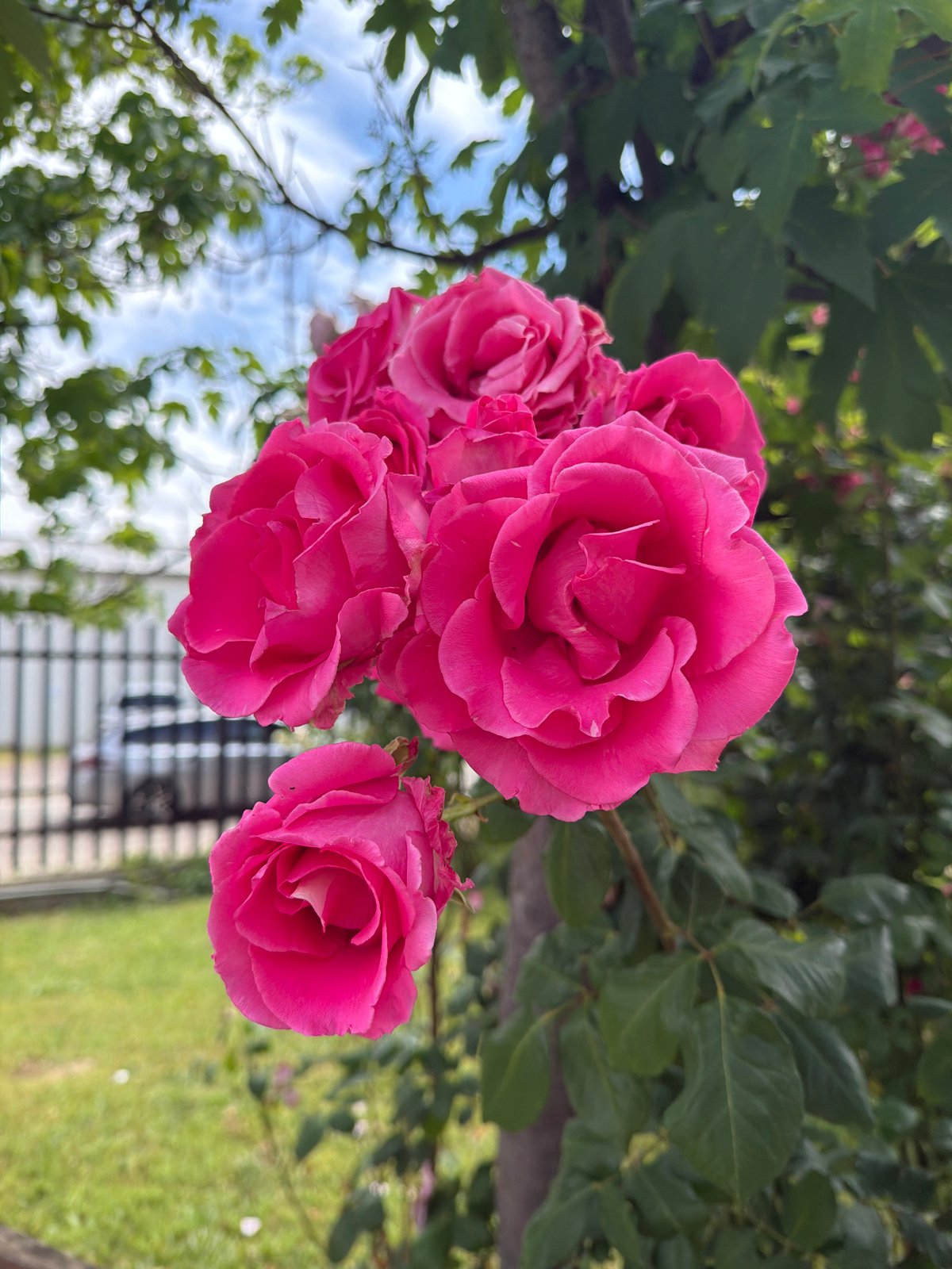 Pink roses photographed in bloom in Sofia, Bulgaria