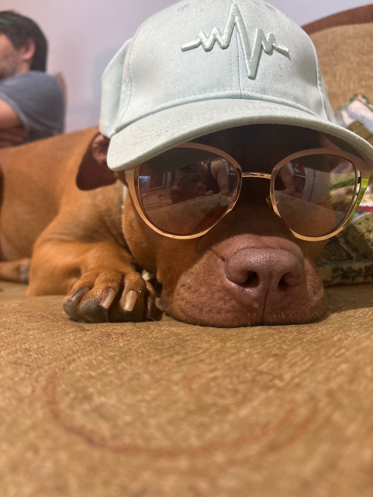 Dog in sunglasses and cap photographed lounging in Sofia