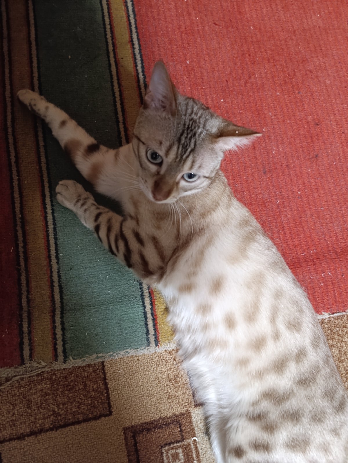 Everyday moments: pets, selfies, garden scenes documented afternoon