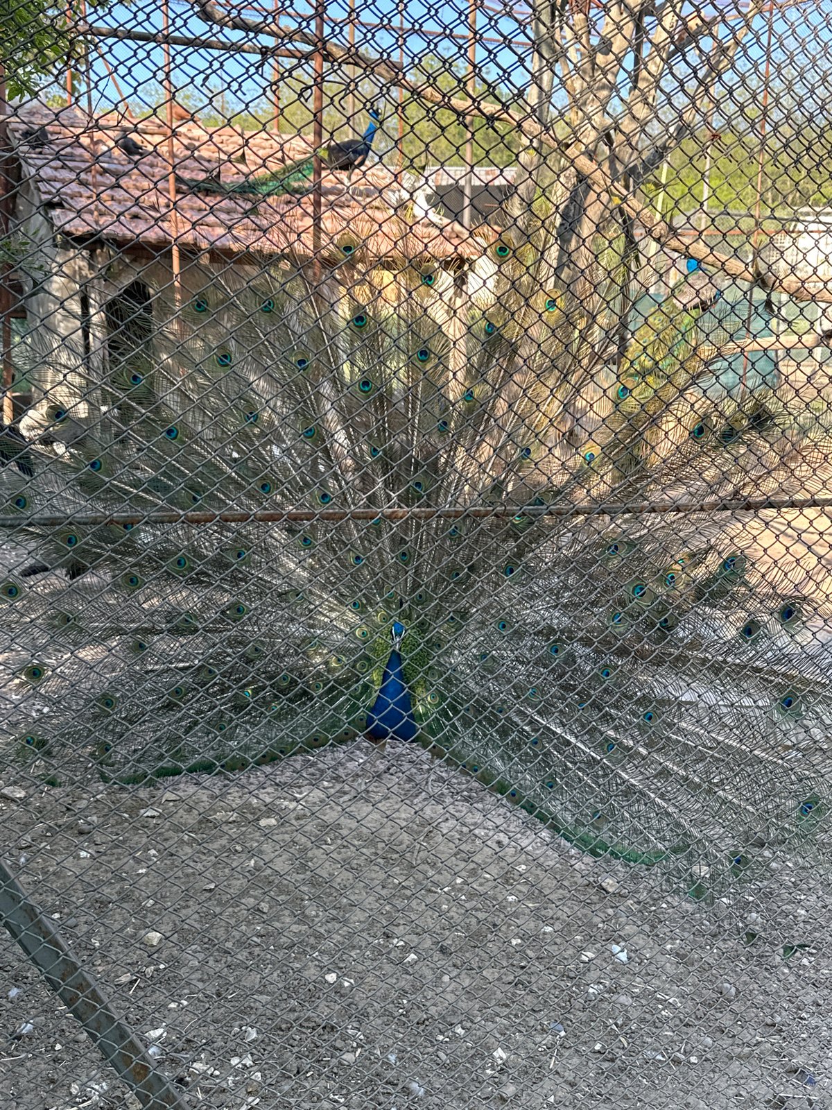Peacock display, cracked pavement, parked bicycle observed same afternoon