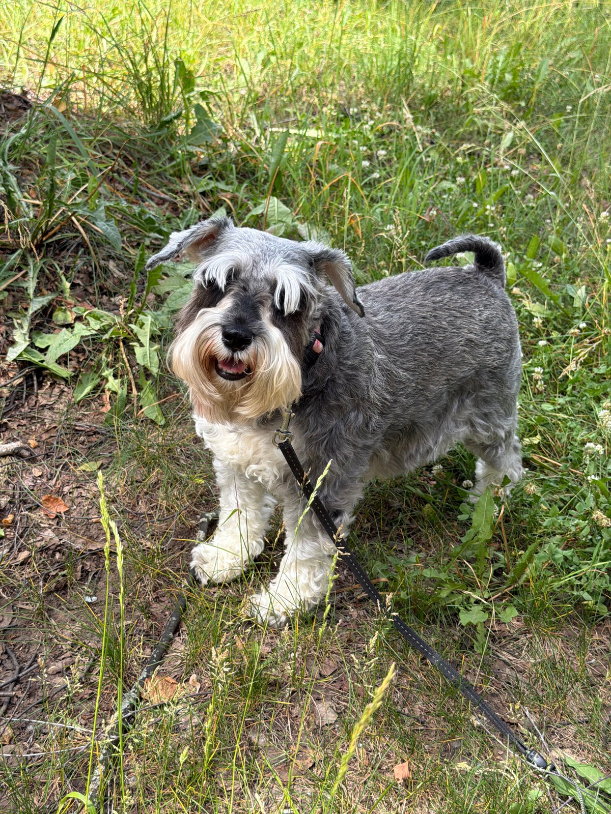 Morning out in Chaikovsky with dressed-up company and a schnauzer
