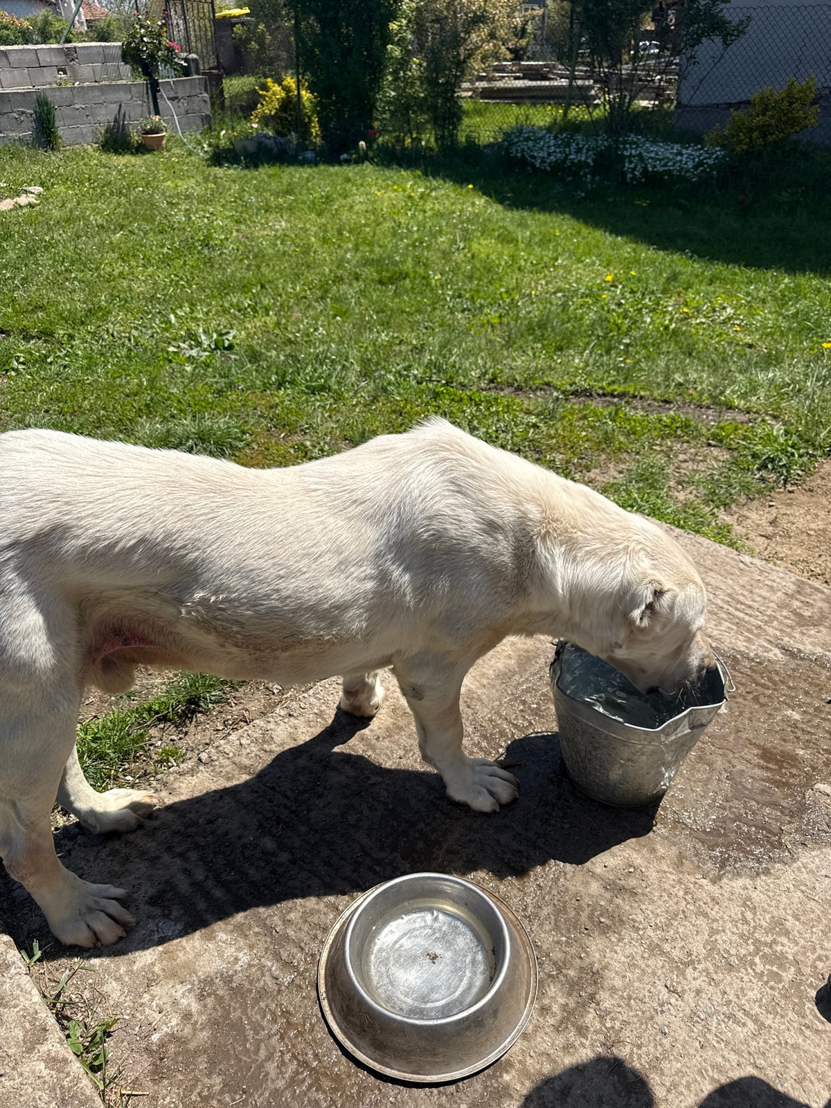 Dog drinks from bucket in Meshtitsa, Bulgaria