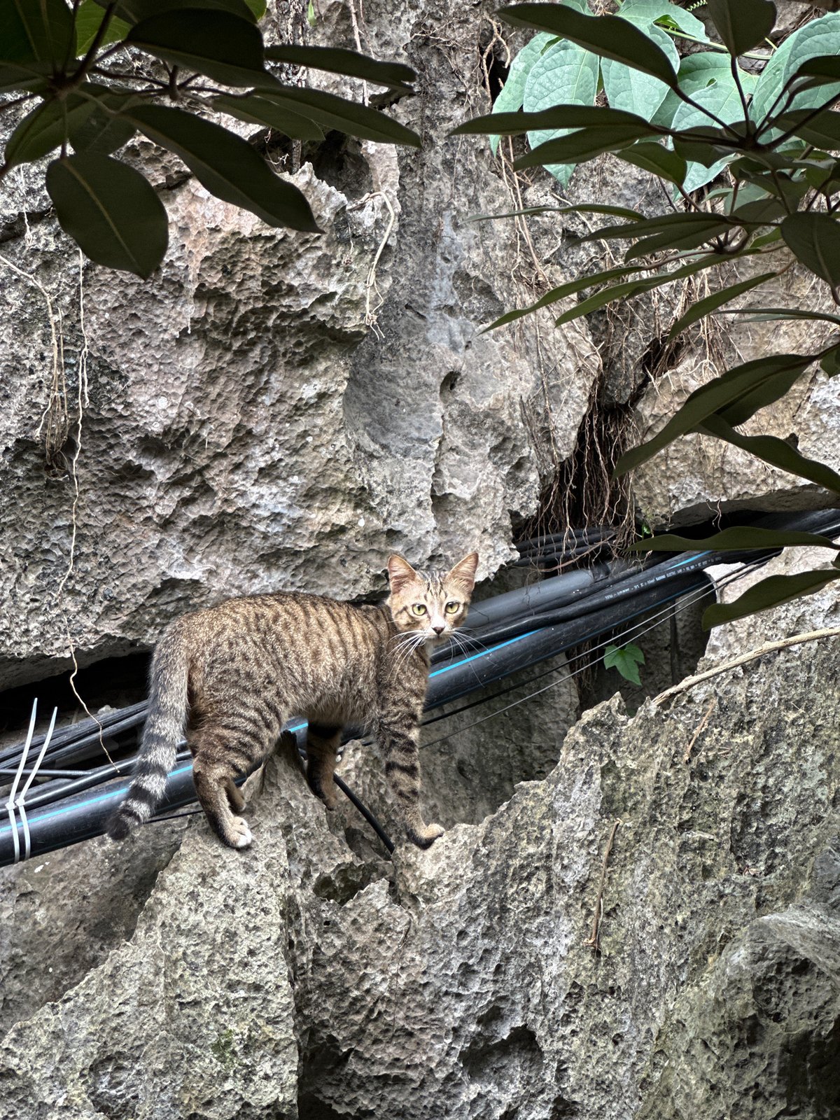 Quiet morning moments with cats and pool maintenance in Vietnam