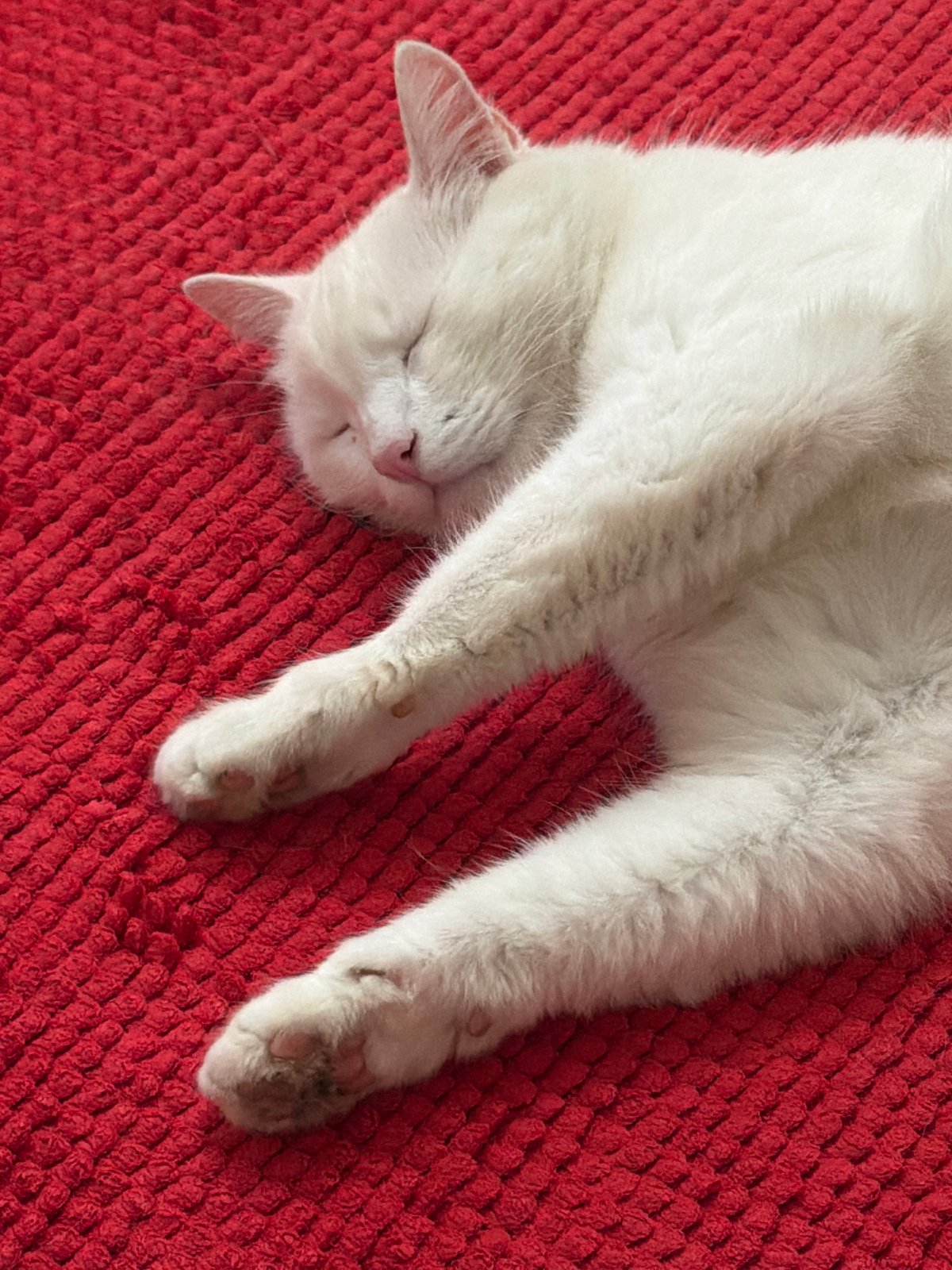 White cat rests on red rug in Zimyonki